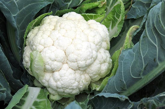 Abadía d'Espí Restaurante - Nuestra Granja